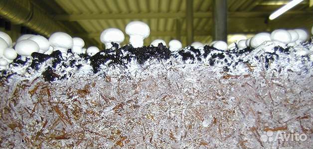 Удобрение отработанный грибной компост