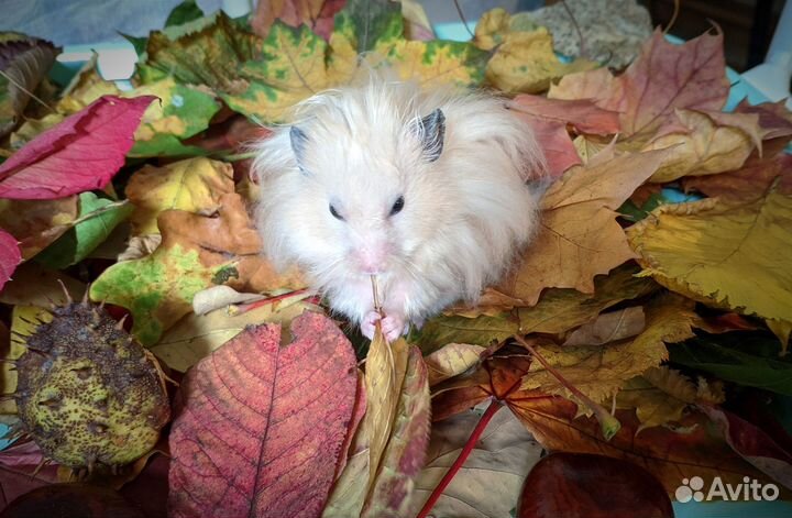 Сирийские хомячата