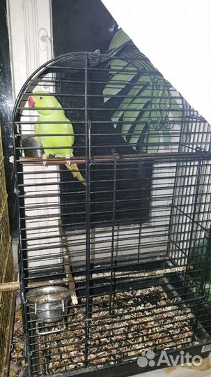 Попугаи ожереловые