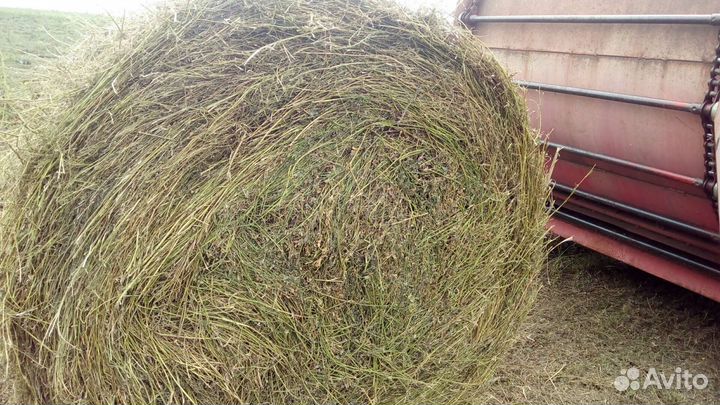 Продам сено в тюках луговое и люцерна