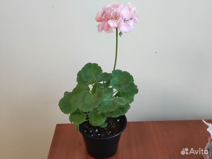 Пеларгония герань