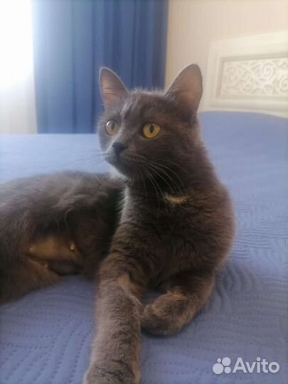 Кошечка