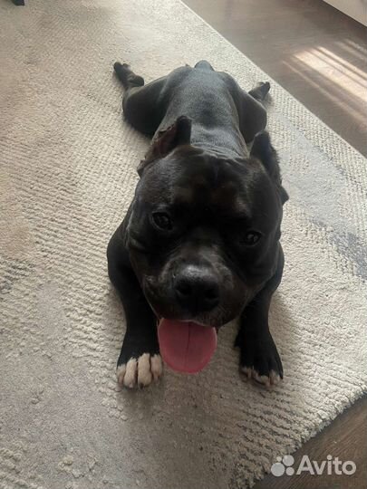 Американский булли покет вязка