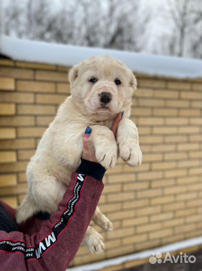 Среднеазиатская овчарка алабай щенки