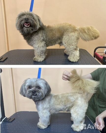 Уход за животными