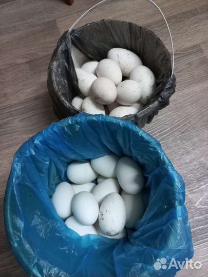 Домашние гусиные яйца