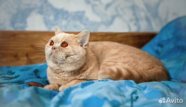 Британский кот на вязку