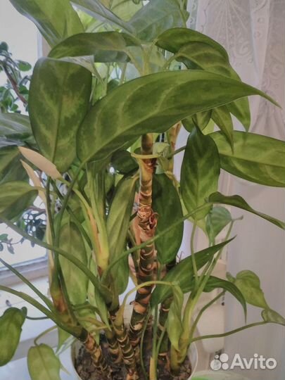 Диффенбахия