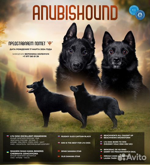 Щенок шипперке девочка