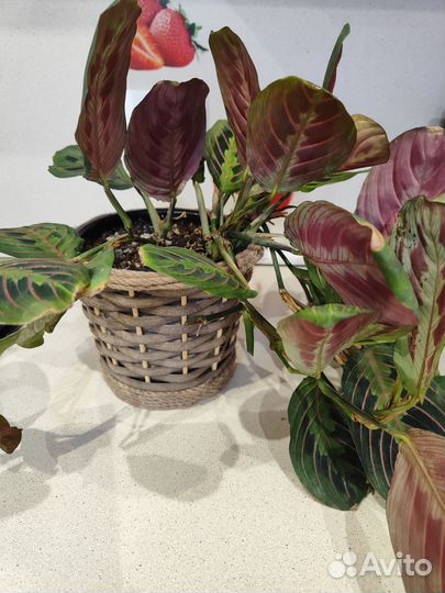 Маранта триколор