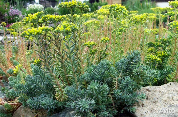 Суккулент Очиток отогнутый, морозостойкий, семена