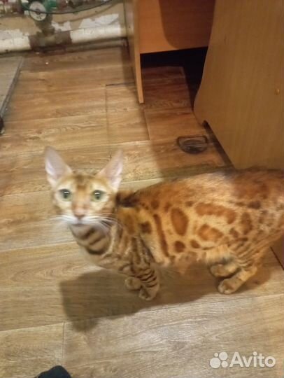 Продам котят бенгальские