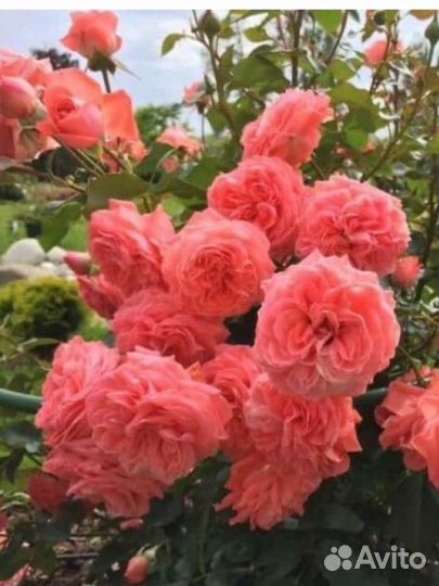 Роза саженец - 9 сортов