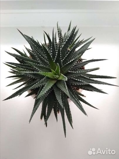 Хавортия полосатая