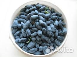 Саженцы жимолости канадских и российских сортов