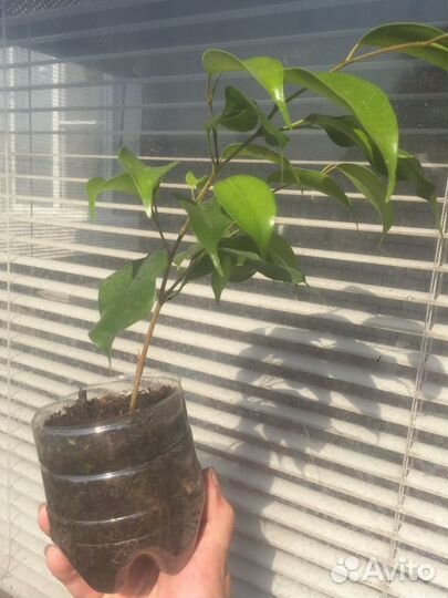 Каланхое,алоэ, алоэ вера,фикус Бенжамина