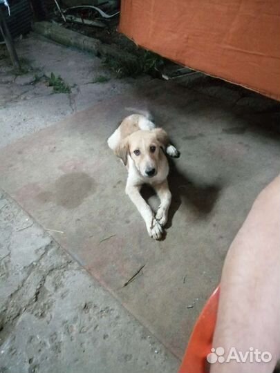 Собака в добрые руки