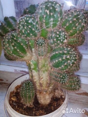 Кактусы разные