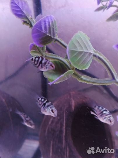 Сапфировый попугай