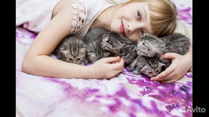 Шотландские котята