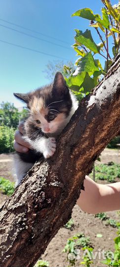 Кошечка в добрые руки