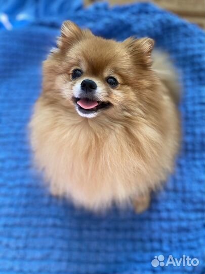 Шпиц мини девочка вязка