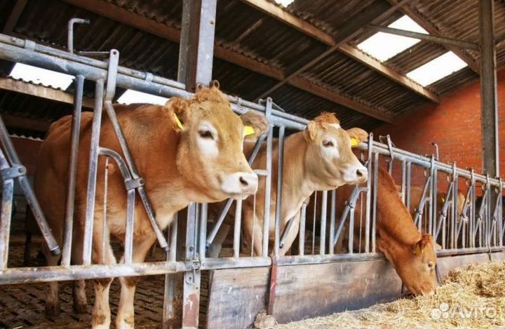 Фермерское хозяйство в собственность с домом