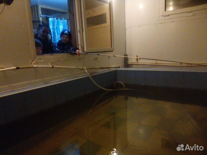 Живая рыба форель