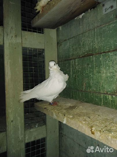 Голуби турмана