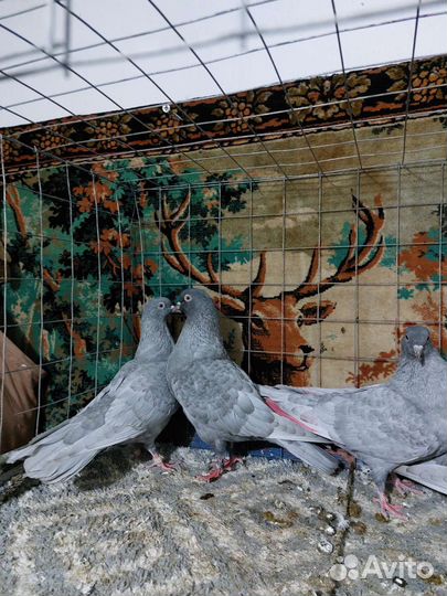 Голуби на вольном содержании