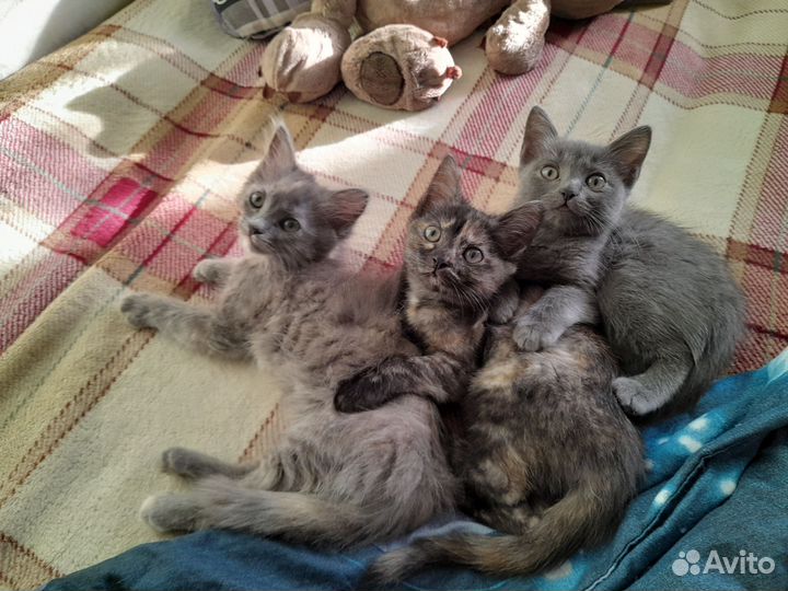 Котята обычные