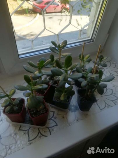 Крассула толстянка (денежное дерево)