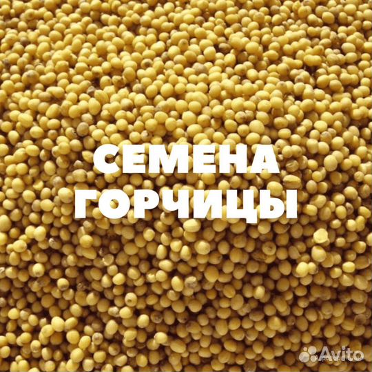 Семена горчицы белая