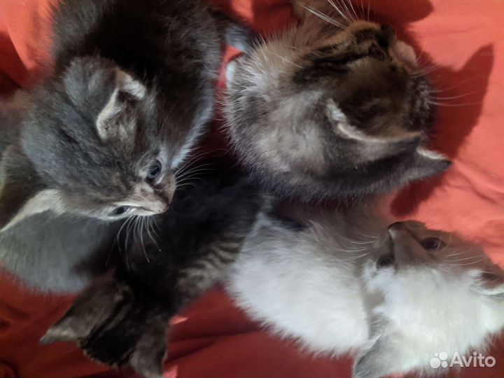Котята метисы