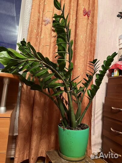 Замиокулькас -долларовое дерево