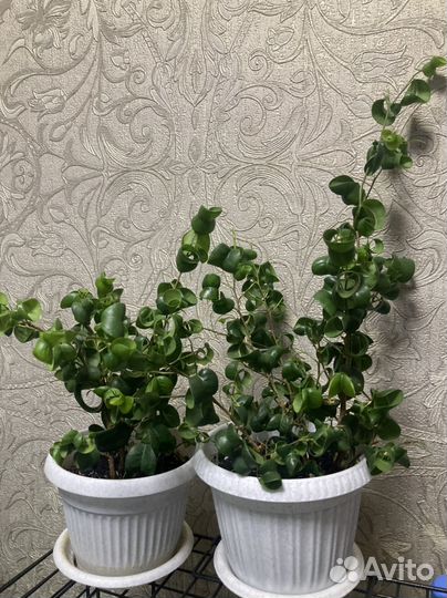 Фикус барок