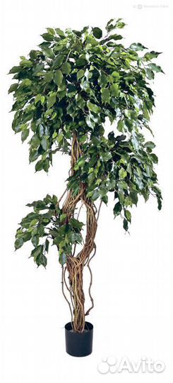 Фикус Бенджамина Селеста 210 см
