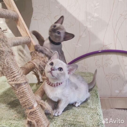 Котята Европейской Бурмы