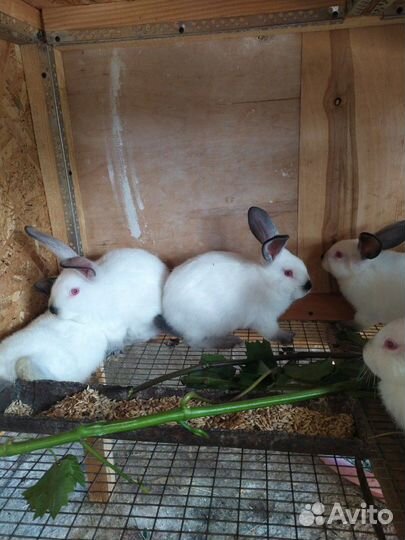 Кролики на племя
