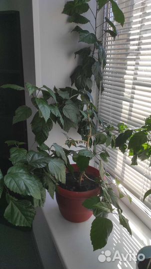 Гибискус китайская роза