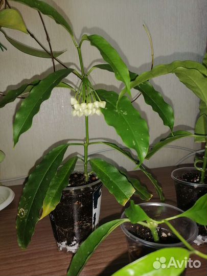 Хойя локки/ Hoya Lockii