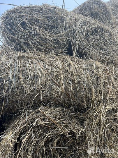 Сена - с авёс перемешка