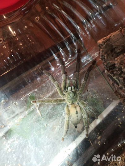 Паук птицеед