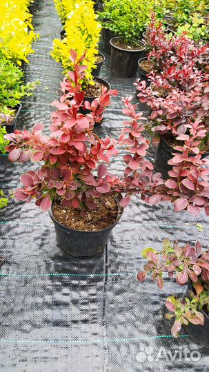 Шалфей,Лаванда, пузереплодник Дьяболо,барбарисы