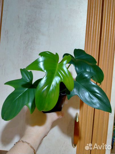 Эпипремнум,белопероне,филодендрон