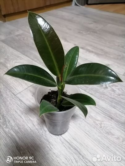 Фикус Эластика Мелани