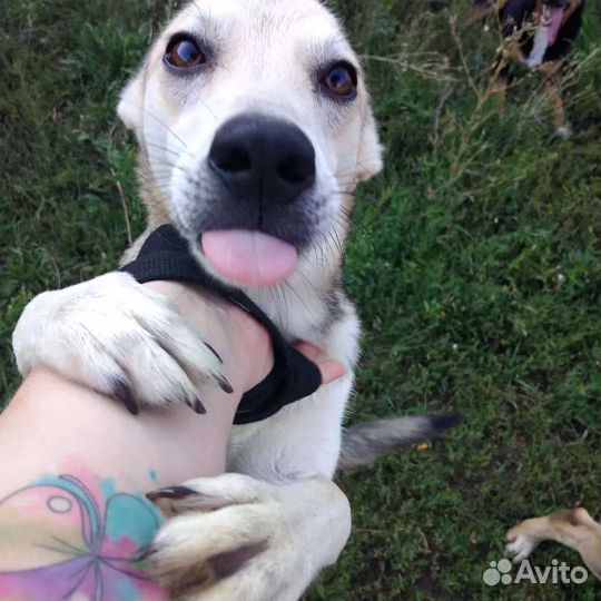 Отдам собаку в добрые руки