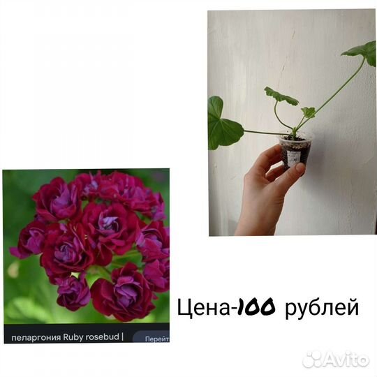 Пеларгония