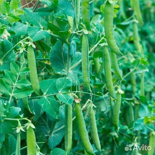 Горошек зелёный