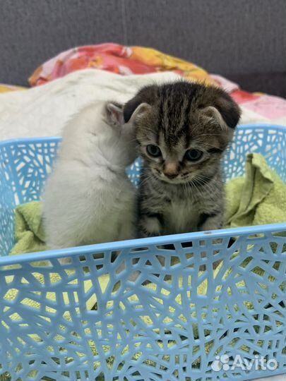 Шотландская